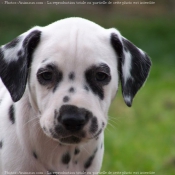 Photo de Dalmatien