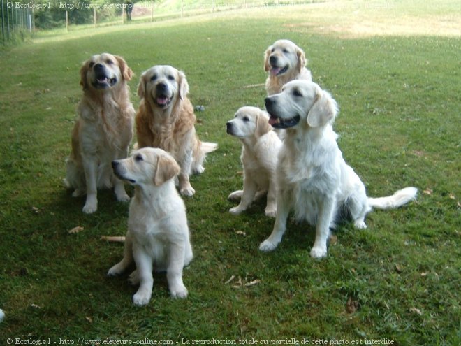 Photo de Golden retriever