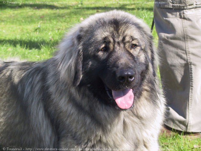 Photo de Chien de berger yougoslave de charplanina