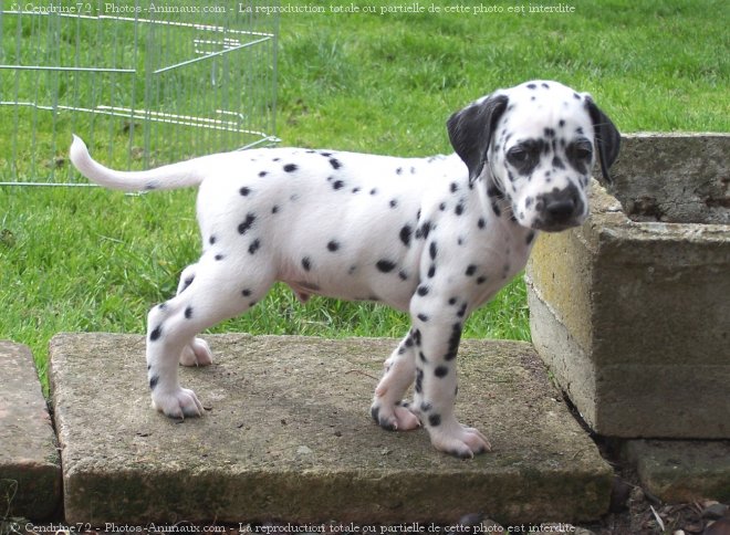 Photo de Dalmatien