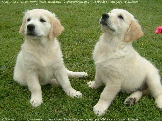 Photo de Golden retriever