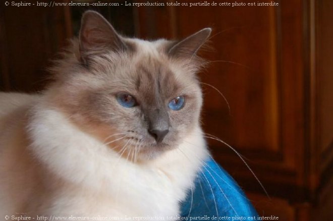 Photo de Sacr de birmanie