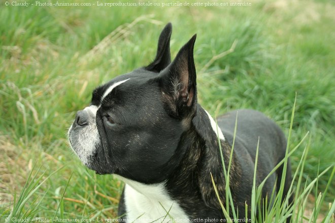 Photo de Boston terrier