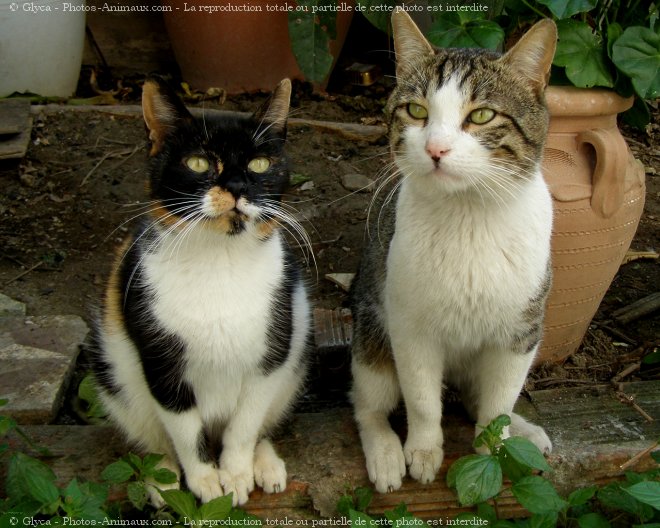 Photo de Chat domestique