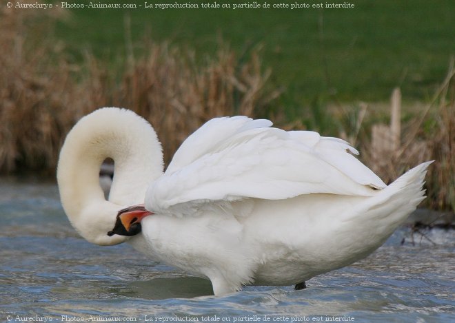 Photo de Cygne