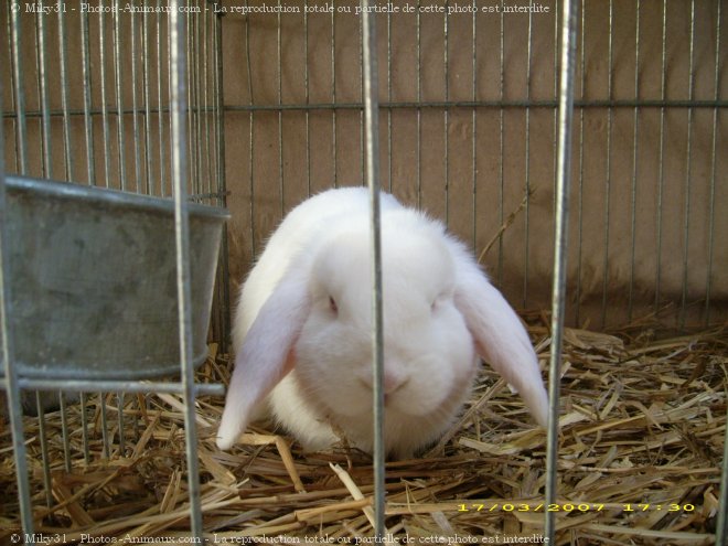 Photo de Lapin