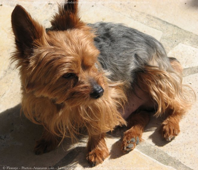 Photo de Yorkshire terrier