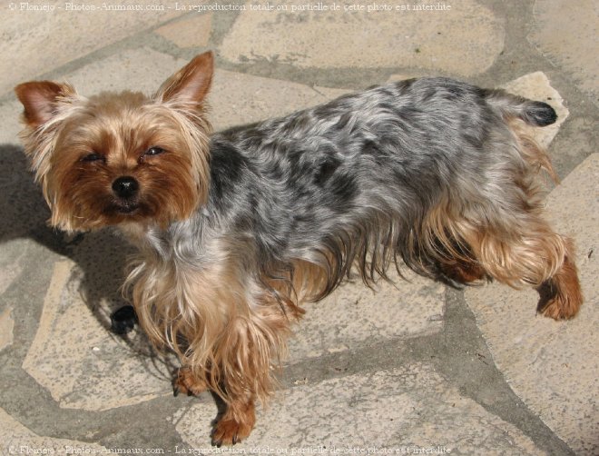 Photo de Yorkshire terrier