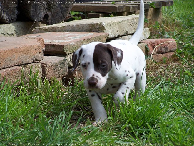 Photo de Dalmatien