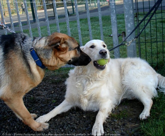 Photo de Races diffrentes