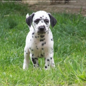 Photo de Dalmatien