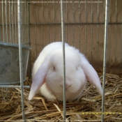 Photo de Lapin