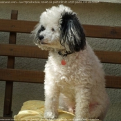 Photo de Caniche moyen