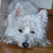 Photo de West highland white terrier