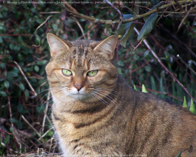 Photo de Chat domestique