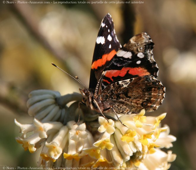 Photo de Papillon