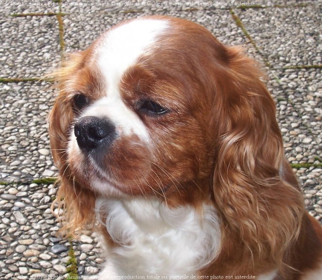 Photo de Cavalier king charles spaniel