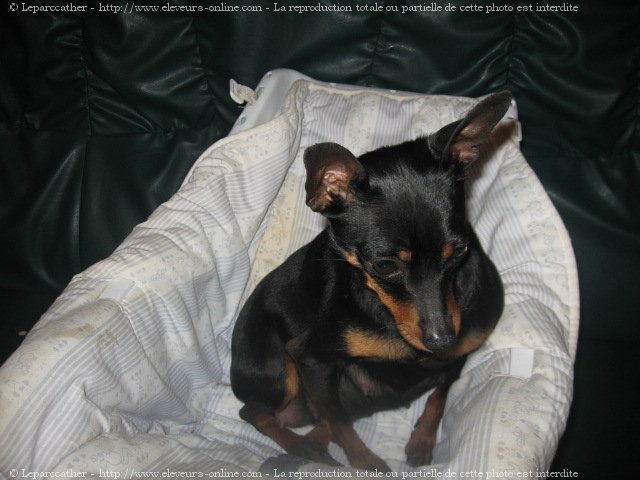 Photo de Pinscher nain