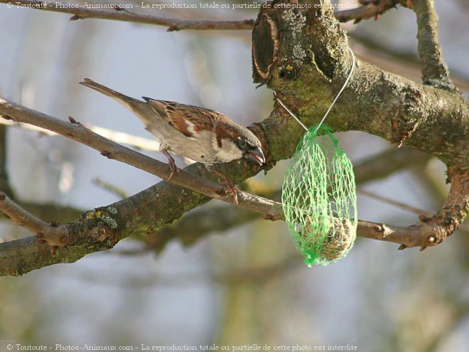 Photo de Moineau