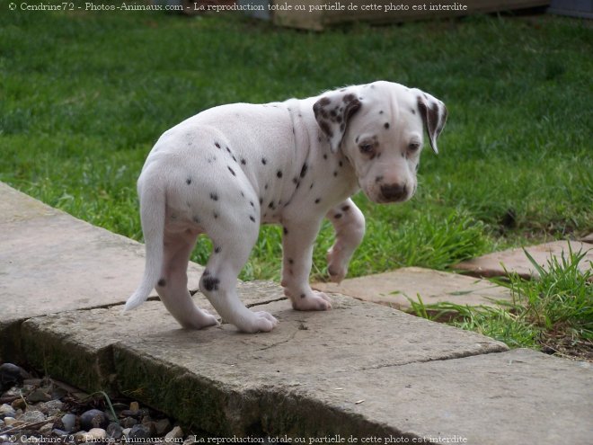 Photo de Dalmatien