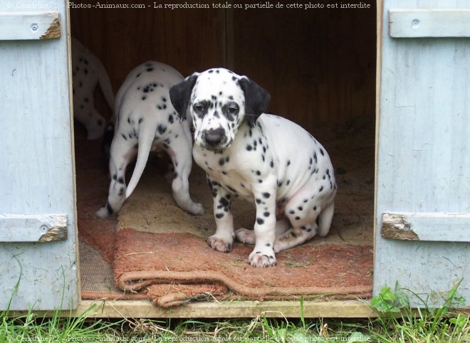 Photo de Dalmatien