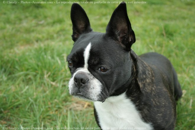 Photo de Boston terrier