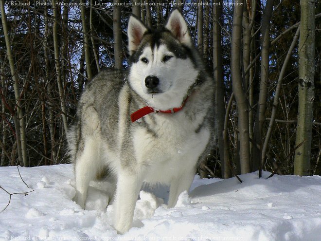 Photo de Husky siberien