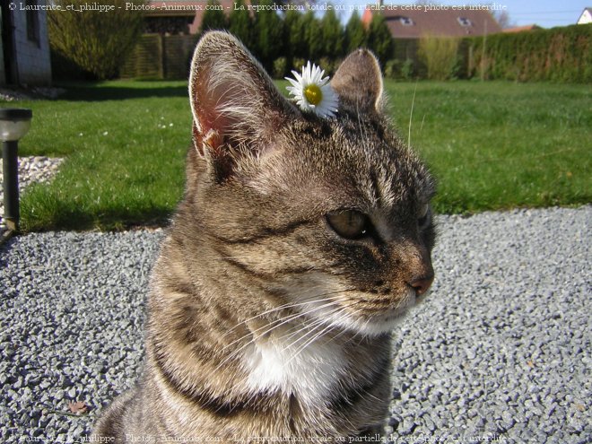 Photo de Chat domestique