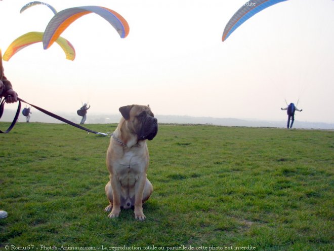 Photo de Bullmastiff