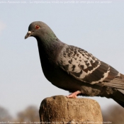 Photo de Pigeon