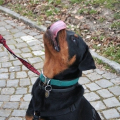 Photo de Rottweiler