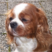 Photo de Cavalier king charles spaniel