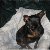 Photo de Pinscher nain