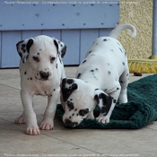 Photo de Dalmatien