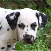 Photo de Dalmatien