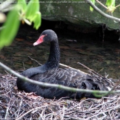 Photo de Cygne