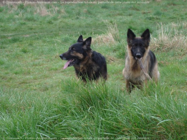 Photo de Berger allemand  poil court