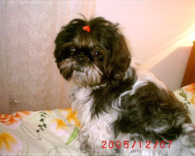 Photo de Shih tzu