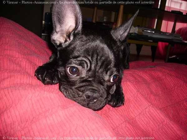 Photo de Bouledogue franais