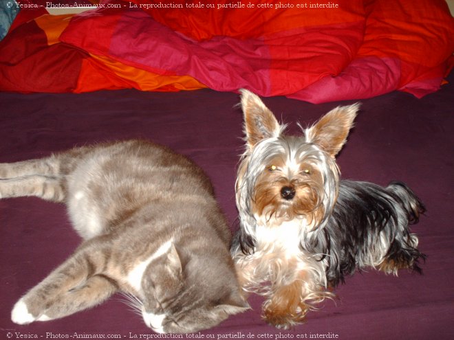 Photo de Yorkshire terrier