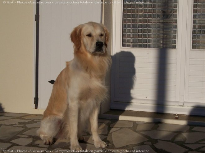 Photo de Golden retriever