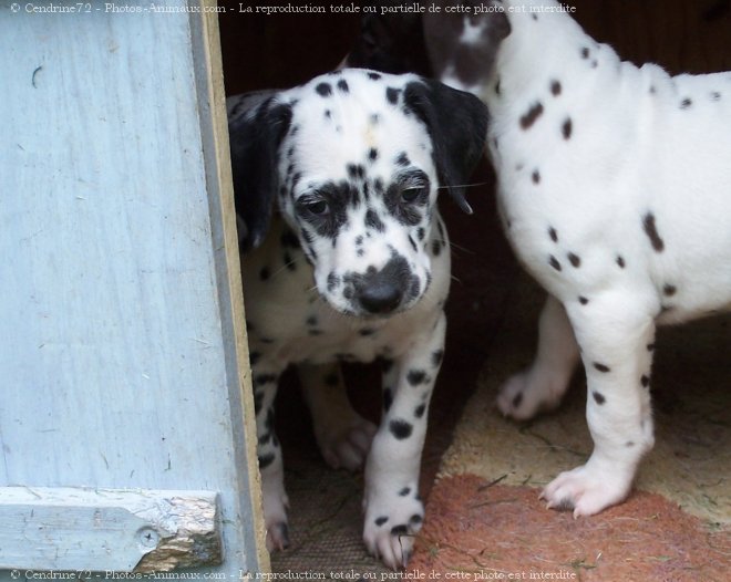 Photo de Dalmatien