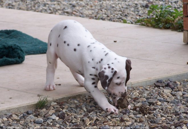 Photo de Dalmatien