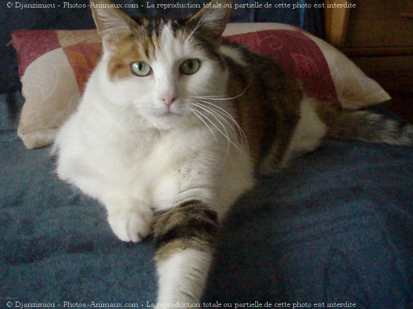 Photo de Chat domestique