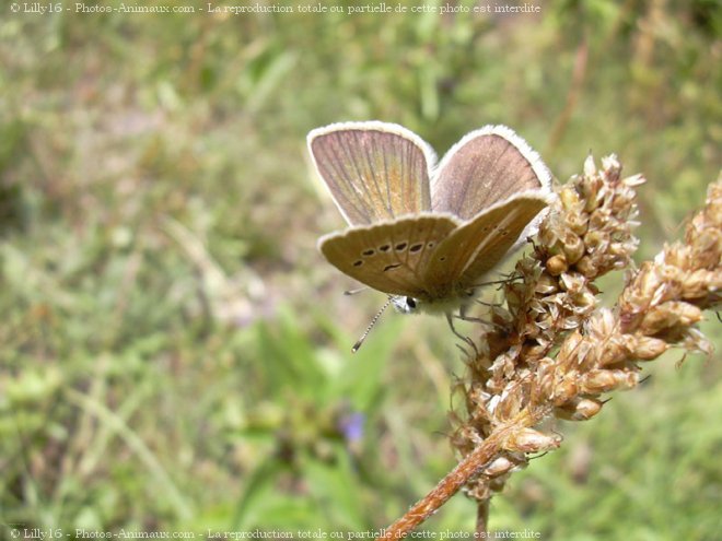 Photo de Papillon