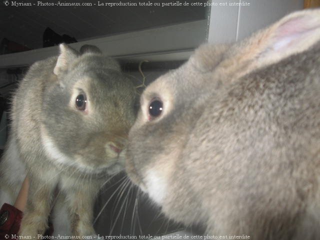 Photo de Lapin