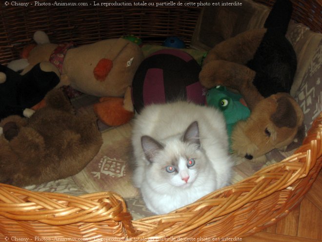 Photo de Ragdoll