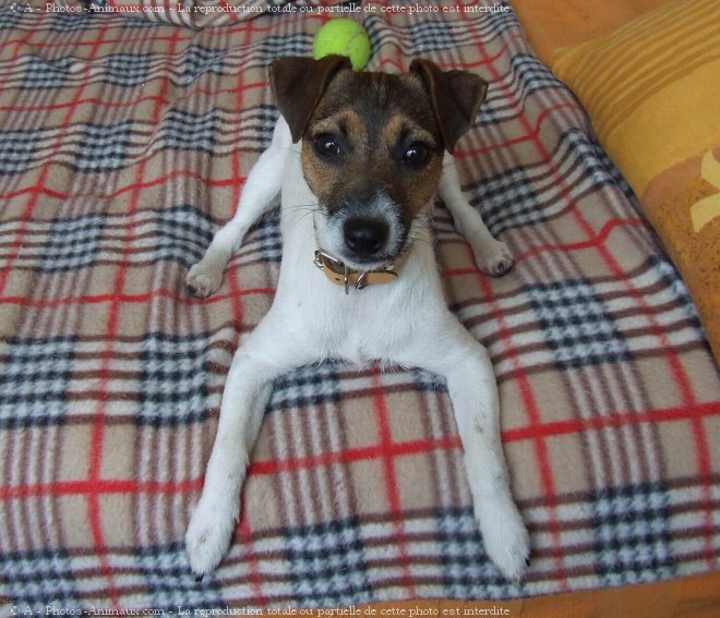 Photo de Jack russell terrier