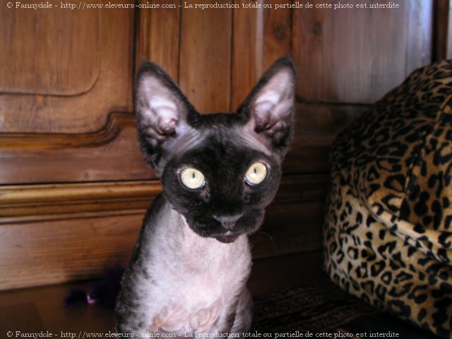 Photo de Devon rex