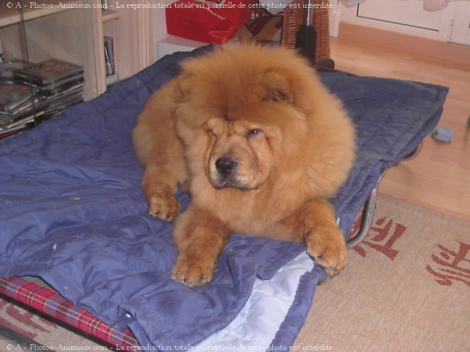 Photo de Chow chow